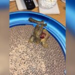 Blood in Stool Cats Treatment