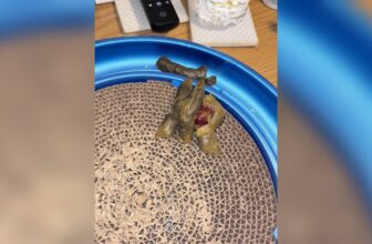 Blood in Stool Cats Treatment