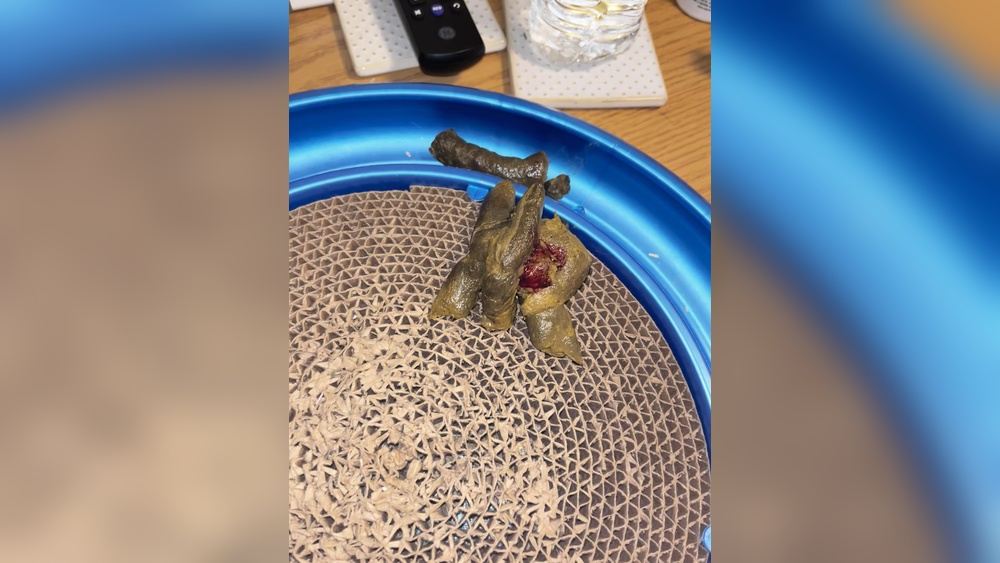 Blood in Stool Cats Treatment