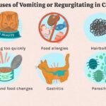 Cat Not Eating And Throwing Up