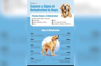 Dehydration Treatment Dogs