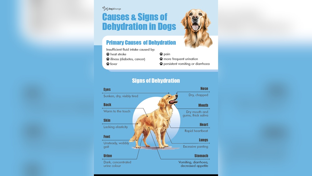 Dehydration Treatment Dogs