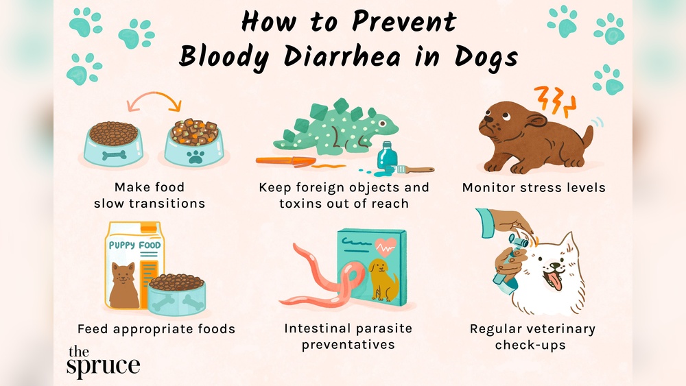Diarrhea And Blood in Stool in Dogs: Causes, Symptoms & Treatment