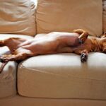 Dog Peeing in Dog Bed