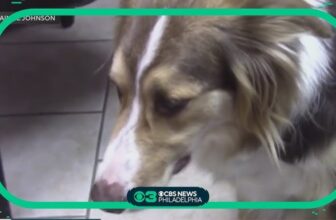 Dog Reverse Coughing And Sneezing