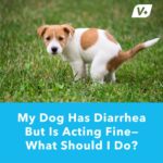 Dog Vomiting And Diarrhea But Acting Normal