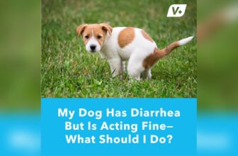 Dog Vomiting And Diarrhea But Acting Normal