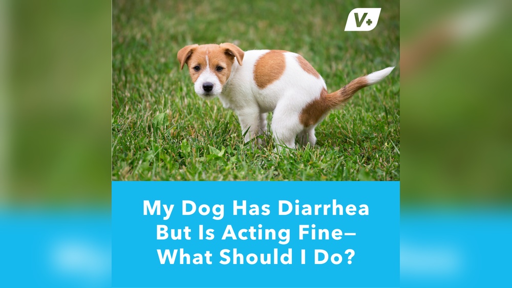 Dog Vomiting And Diarrhea But Acting Normal