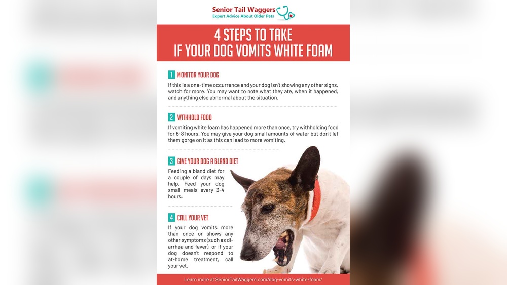 Dog Vomiting White Foam Treatment at Home