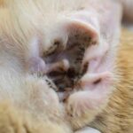 Ear Mites in Cats Treatment