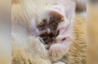 Ear Mites in Cats Treatment