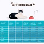 How Much Dry Food Should a Cat Eat a Day