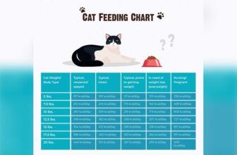 How Much Dry Food Should a Cat Eat a Day