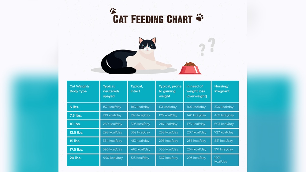 How Much Food Should a Cat Eat a Day