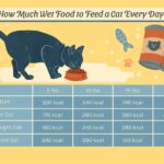 How Much Wet Cat Food Per Day