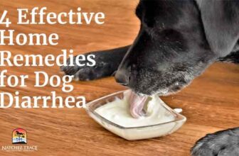 How to Cure Dog Diarrhea