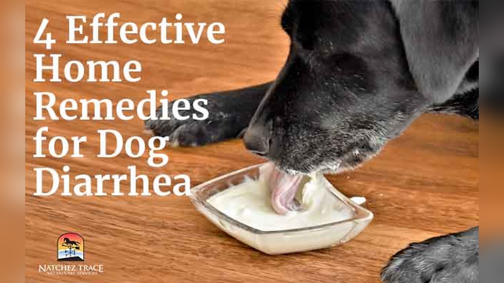 How to Cure Dog Diarrhea