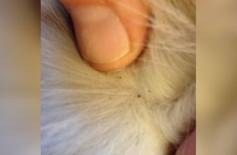 How to Know If My Cat Has Fleas