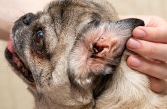 How to Treat Ear Mites in Dogs
