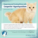 Hypothyroid in Cats Treatment