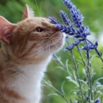 Is Lavender Plant Safe for Cats
