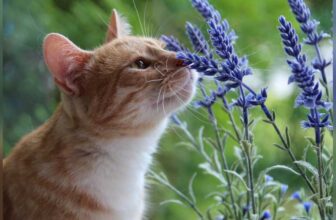 Is Lavender Plant Safe for Cats