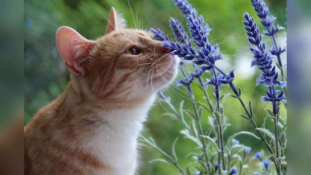 Is Lavender Plant Safe for Cats