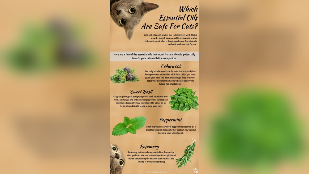 Is Peppermint Safe for Cats