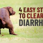 my dog has diarrhoea and vomiting