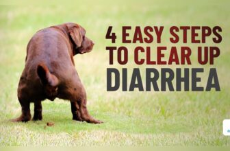 my dog has diarrhoea and vomiting