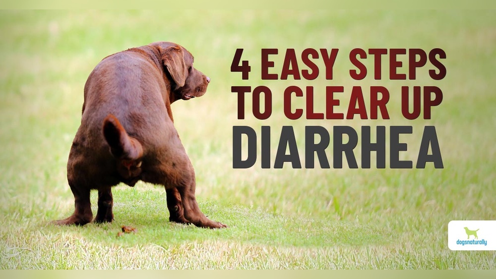 my dog has diarrhoea and vomiting