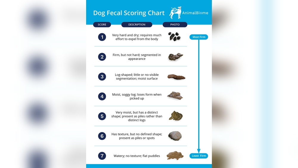 What Causes Dogs to Have Diarrhea