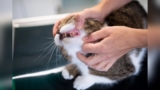 Bad Breath in Cats Treatment: Effective Solutions for Fresh Breath