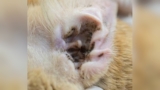 Ear Mites in Cats Treatment: Effective Solutions for Quick Relief