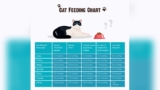 How Much Dry Food Should a Cat Eat a Day: Ultimate Feeding Guide