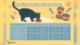 How Much Wet Cat Food Per Day: Expert Feeding Guide Revealed