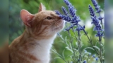 Is Lavender Plant Safe for Cats